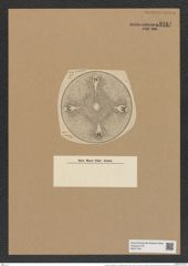 Aulacodiscus lollittianus var. jutlandicus (Kitton.) Rattr. (de-Toni-Nr.: Genus 182, Species 4563) Zeichnungen Sammlung Grunow Nr. 8184 (NHMW-BOT-W0377561)